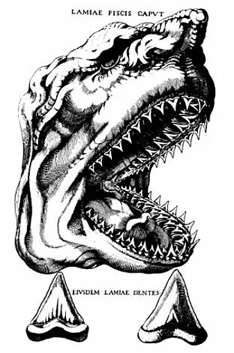 Vitenskapsmannen Niels Stensen, også kjent som Nicolas Steno, var blant de første som skjønte at fossile haitenner stammet fra utdødde haier. Han lagde denne tegningen av Megalodon i 1667.