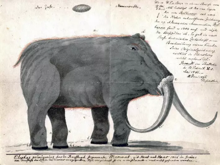 Kjøpmannen Roman Boltunov tegnet denne mammuten tidlig på 1800-tallet, etter at han hadde sett rester etter en mammut i Sibir i Russland