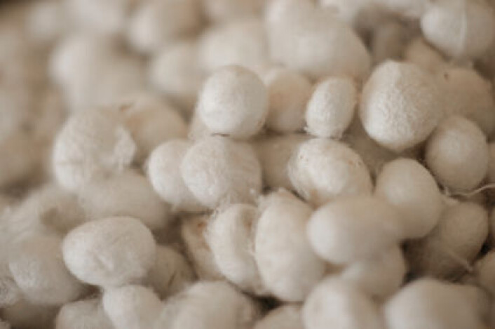 Kokonger fra silkeormer. (Foto: iStockphoto) Kokonger fra silkeormer. (Foto: iStockphoto)