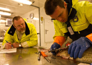 Seniorforsker Kjell Midling og forsøkstekniker Ronny Jakobsen gjorde en rekke målinger av torsken. Seniorforsker Kjell Midling og forsøkstekniker Ronny Jakobsen gjorde en rekke målinger av torsken.