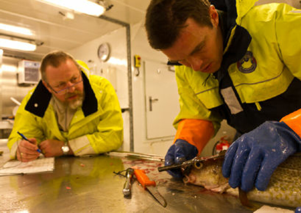 Seniorforsker Kjell Midling og forsøkstekniker Ronny Jakobsen gjorde en rekke målinger av torsken.