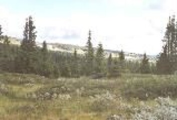 "Golsfjellet 2000. Nå har man tatt i bruk systematisk beiting med geit for å pleie landskapet. (Foto: Morten Clemetsen)" "Golsfjellet 2000. Nå har man tatt i bruk systematisk beiting med geit for å pleie landskapet. (Foto: Morten Clemetsen)"