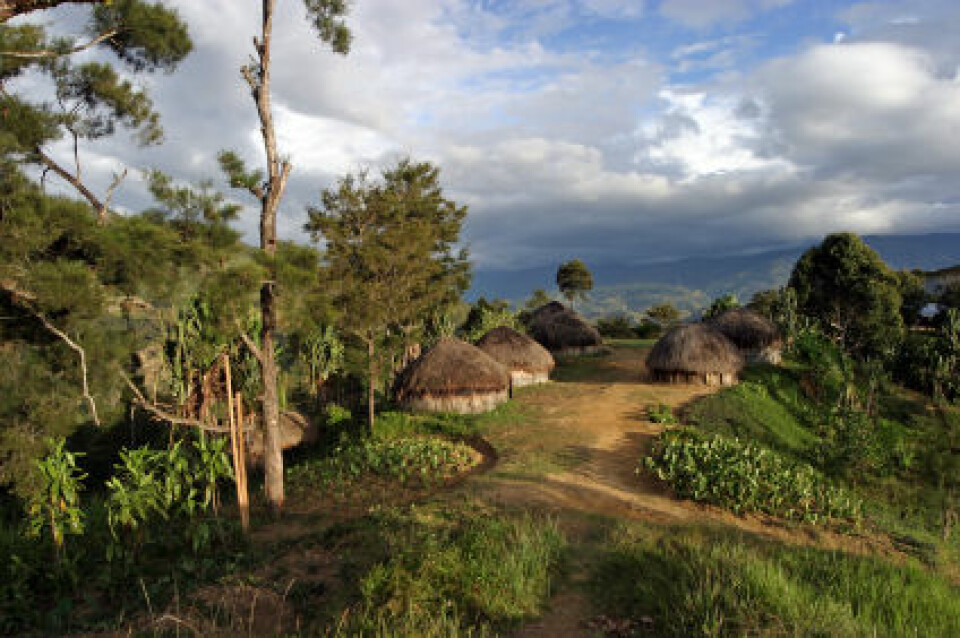 'I Papua Ny Guinea eies 97 prosent av jorda av urbefolkningen. Majoriteten av dem bor i landsbyer som denne. (Foto: iStockphoto)'