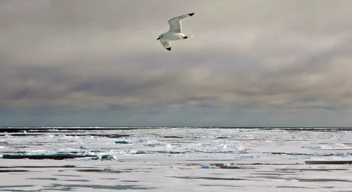 "Allerede fra Nansens reiser var det kjent at vinden hadde betydning for mengden is i Framstredet. Nå har japanske forskere vist en sammenheng mellom årlige vindvariasjoner og issmelting. (Foto: Bjørnar Kjensli)"