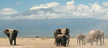 Elefanter i Amboseli nasjonalpark i Kenya (Foto: Graeme Shannon) Elefanter i Amboseli nasjonalpark i Kenya (Foto: Graeme Shannon)
