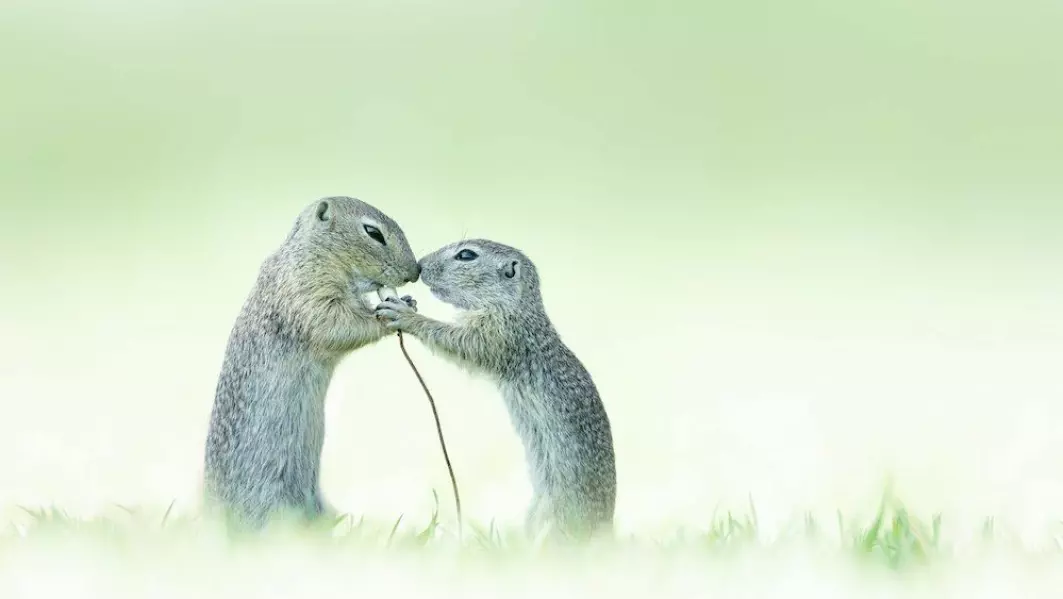 Bildet har fått navnet «ekte kjærlighet». To ekorn spiser på en valmue.
