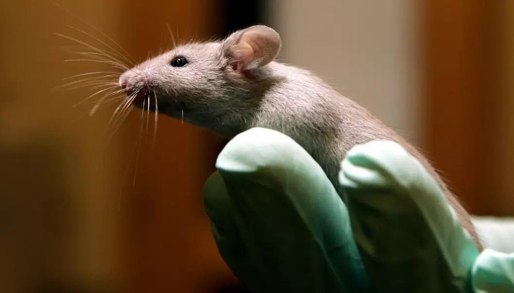 Nå kan Sveits bli det eneste landet i verden der det er forbudt å teste medisiner på dyr.