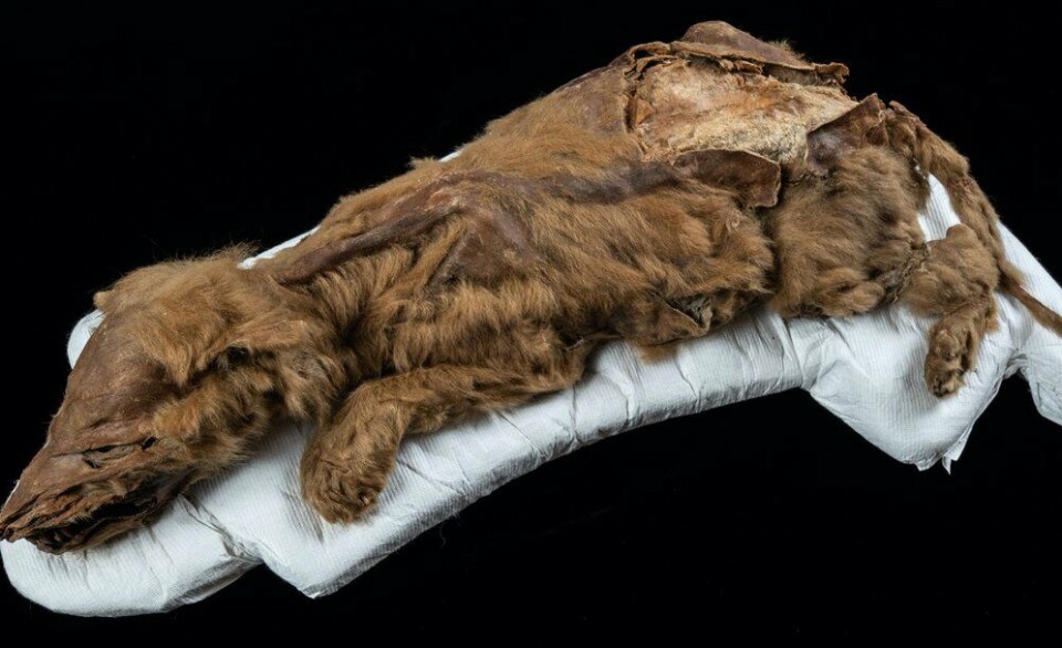 Gullgravere i Canada finner mye spennende