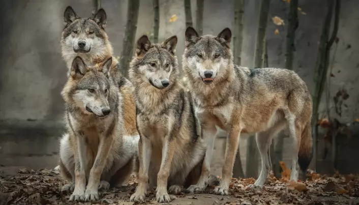 De første hundene oppstod for minst 30.000 år siden. For at ulv skulle bli til hund måtte de gå gjennom flere genetiske endringer.