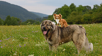 Forskjellen mellom små og store hunder kan stamme fra eldgamle ulver