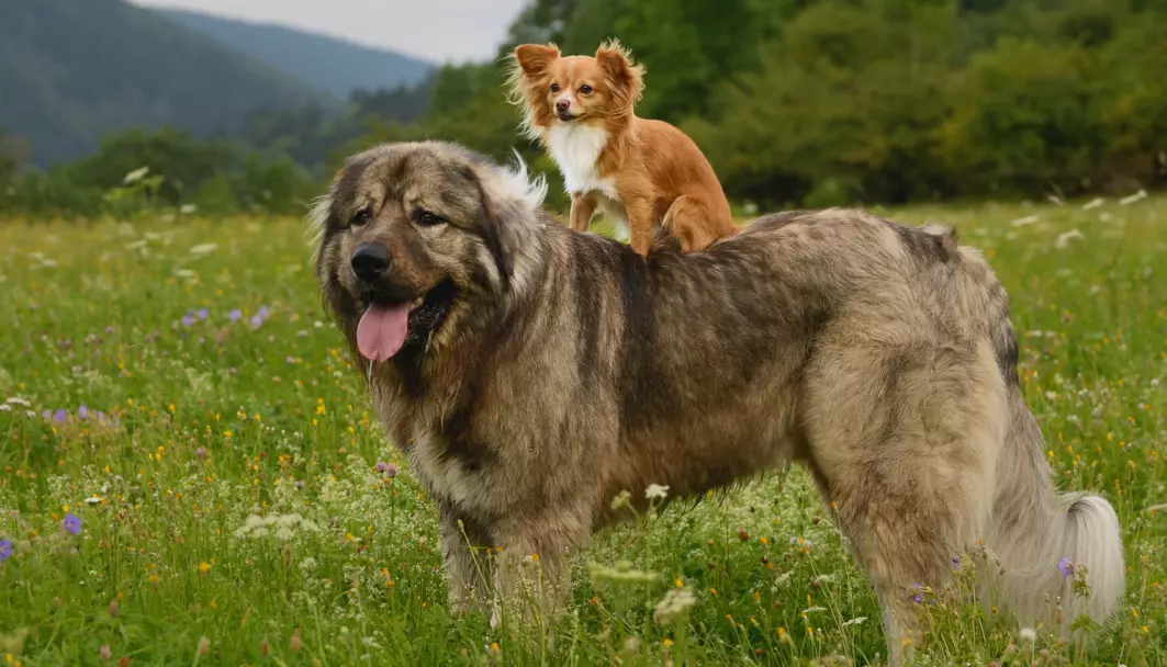 De største hundene som finnes, er 40 ganger større enn de minste.