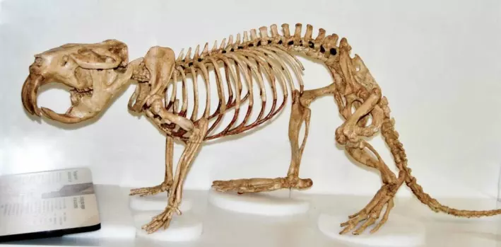 The giant beaver was bigger than a human.  The Klondike skeleton, with huge teeth, probably looks like a predator.  But the giant beaver preferred to eat aquatic plants.  The giant beaver is extinct.  Perhaps it was overtaken by today's beavers, which are specialists in felling large trees and eating their bark.