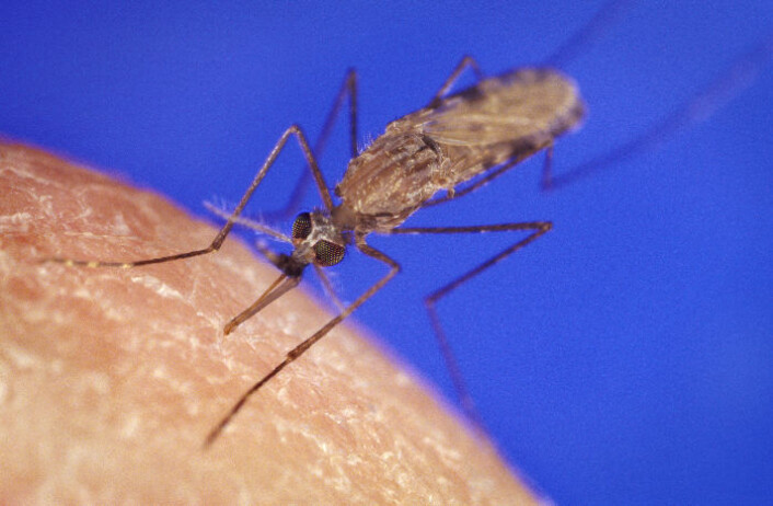 Anopheles gambiae. (Foto: The Public Health Image Library, se lisens her) Anopheles gambiae. (Foto: The Public Health Image Library, se lisens her)