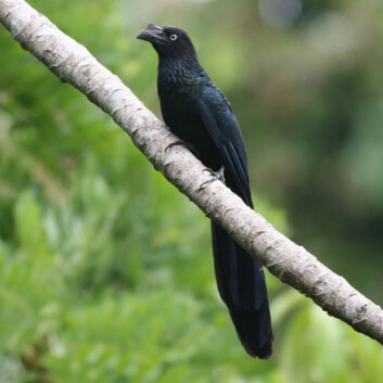 Stor-ani, fotografert i Parque Nacional Madidi i Bolivia (Foto: Athur Chapman, Creative Commons, se lisens) Stor-ani, fotografert i Parque Nacional Madidi i Bolivia (Foto: Athur Chapman, Creative Commons, se lisens)