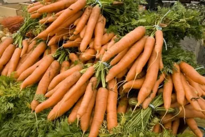 Du blir ikke sunnere av å spise økologiske gulrøtter, viser en dansk undersøkelse. (Foto: Colourbox)