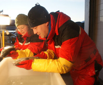 Forskningsteknikere teller lakselus på ulike laksefamilier, for å finne ut om noen lettere holder lusa unna enn andre. (Foto: Bjarne Gjerde) Forskningsteknikere teller lakselus på ulike laksefamilier, for å finne ut om noen lettere holder lusa unna enn andre. (Foto: Bjarne Gjerde)