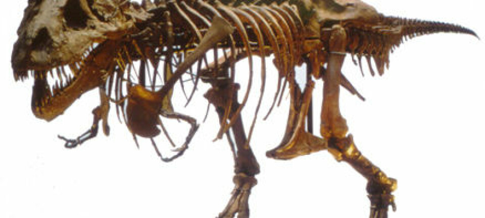 Tyrannosaurusen Sue.(Foto: The Field Museum)