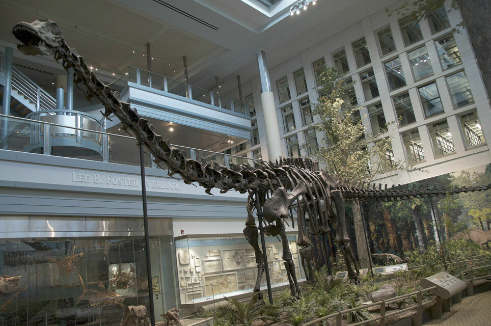 Dolly, en dinosaur av typen Diplodocus, fikk trolig en trist slutt på livet. Dette er for ordens skyld ikke Dolly, men Dippy ved Carnegie Museum of Natural History i Pittsburgh.