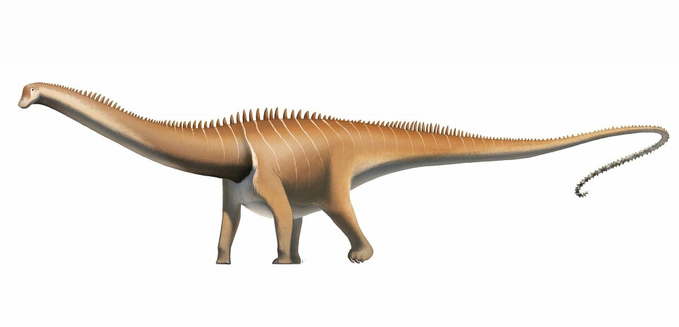 Det fantes flere arter Diplodocus. Det største fossilet som er funnet er 33 meter langt.