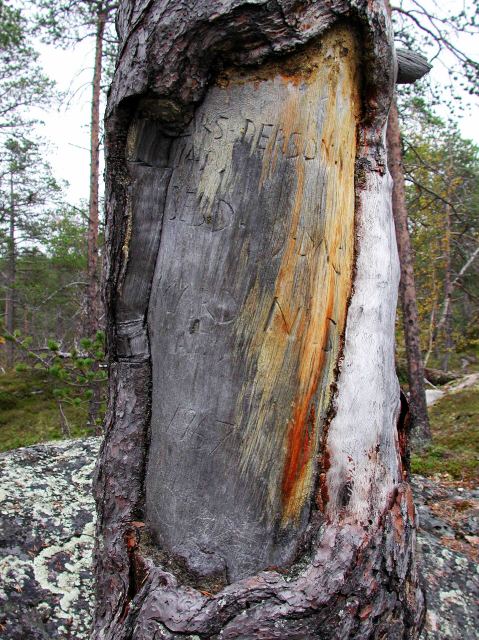 Lars Person-furua i Dividalen. Innskrift fra 1700-tallet i arr etter barkflekking: 'LARS PERSON VDS 1748 SEBD 9.DAG MARD NILS'. (Foto: Arve Elvebakk)