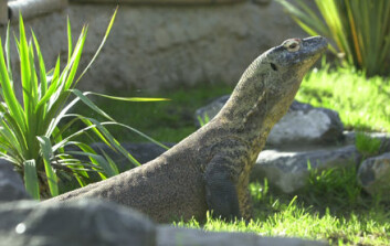 "En litt annerledes jomfru sitter i lønn i Chester Zoo: Her er komodovaranen Flora." "En litt annerledes jomfru sitter i lønn i Chester Zoo: Her er komodovaranen Flora."