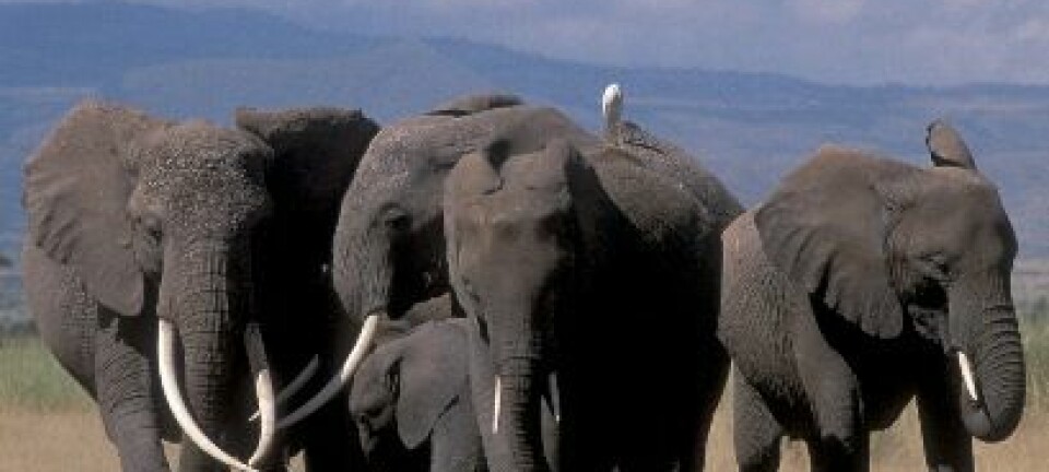 En elefantgruppe i Amboseli nasjonalpark i Kenya (Foto: Karen McComb)