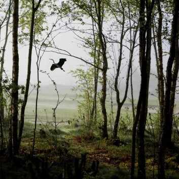 I nordisk folketru var utburd ei slags skogsånd som viste seg på den staden der eit barn hadde vorte drepe og bore ut til. Folk frykta desse stadene kor barnet kunne vise seg fram som for eksempel ein fugl. (Foto: Elisabeth Tønnessen) I nordisk folketru var utburd ei slags skogsånd som viste seg på den staden der eit barn hadde vorte drepe og bore ut til. Folk frykta desse stadene kor barnet kunne vise seg fram som for eksempel ein fugl. (Foto: Elisabeth Tønnessen)