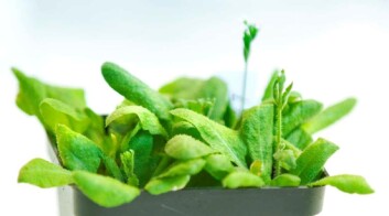 Vårskrinneblom er en av de viktigste modellplantene for plantegenomforskere verden over. Nå har den fått Parkinsons sykdom. (Foto: Elisabeth Tønnessen) Vårskrinneblom er en av de viktigste modellplantene for plantegenomforskere verden over. Nå har den fått Parkinsons sykdom. (Foto: Elisabeth Tønnessen)