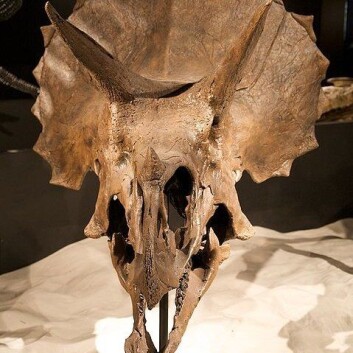 "Triceratops med sin taggete rustning. (Kilde. Wikimedia Commons. Les lisens." "Triceratops med sin taggete rustning. (Kilde. Wikimedia Commons. Les lisens."