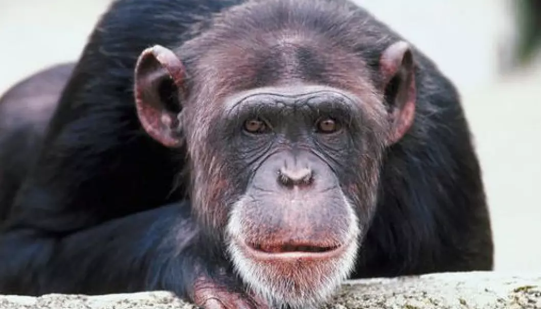 Sjimpansen vil spørres pent