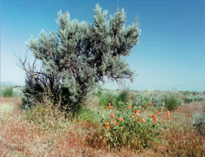 Den snakkende busken, Artemisia tridentata, ser ut til å prate bedre med sine egne. (Foto: Merikanto, Wikimedia Commons)