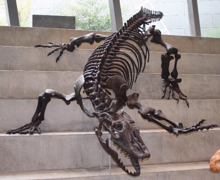 "En modell av skjelettet til kjempeøgla Megalania, som kunne bli over 4,5 meter lange. (Foto: Cas Liber/Wikimedia Commons)" "En modell av skjelettet til kjempeøgla Megalania, som kunne bli over 4,5 meter lange. (Foto: Cas Liber/Wikimedia Commons)"