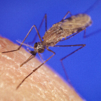 Anopheles gambiae. (Foto: The Public Health Image Library) Anopheles gambiae. (Foto: The Public Health Image Library)