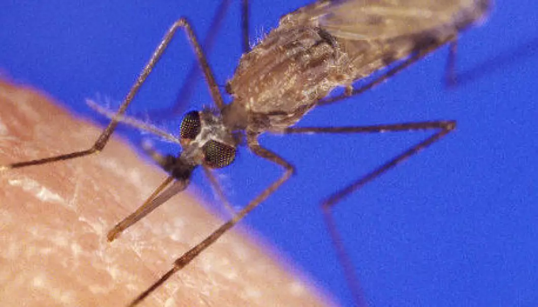 Malariamygg er ville etter øldrikkere