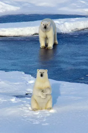 "Isbjørn på smeltende isflak har blitt selve symbolet på menneskeskapte klimaendringer, men muligens har vinden mer av skylden enn vi har trodd. (Foto: iStockphoto)"