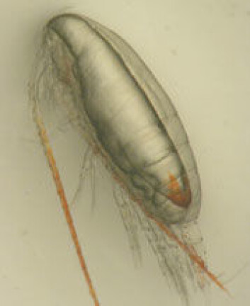 Calanus glacialis (ishavsåte). Fettsekken ses tydelig og den fyller nesten hele kroppen. (Foto: Janne Søreide/UNIS) Calanus glacialis (ishavsåte). Fettsekken ses tydelig og den fyller nesten hele kroppen. (Foto: Janne Søreide/UNIS)