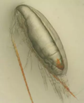 Calanus glacialis (ishavsåte). Fettsekken ses tydelig og den fyller nesten hele kroppen. (Foto: Janne Søreide/UNIS)