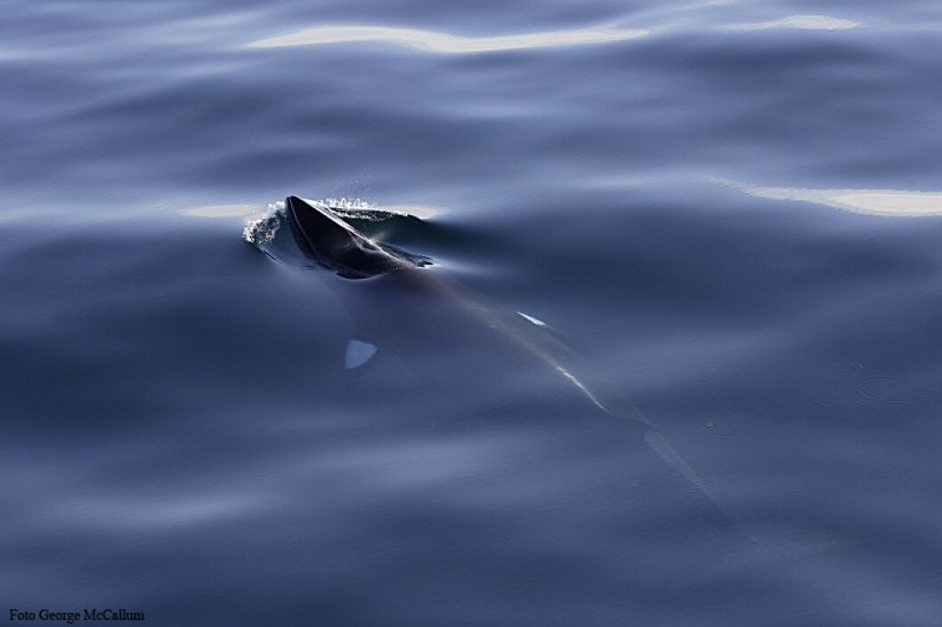 Arktisk vågehval med det karakteristiske hvite båndet over brystfinnen. I tilllegg er den arktiske vågehvalen litt mindre enn den antarktiske. (Foto: George McCallum) Arktisk vågehval med det karakteristiske hvite båndet over brystfinnen. I tilllegg er den arktiske vågehvalen litt mindre enn den antarktiske. (Foto: George McCallum)