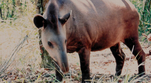 Tapiren kan dø ut i atlanterhavs­regnskogen: – Vil være en katastrofe