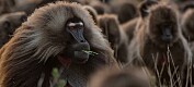 Forskere studerte apenes avføring i jakten på vennskap
