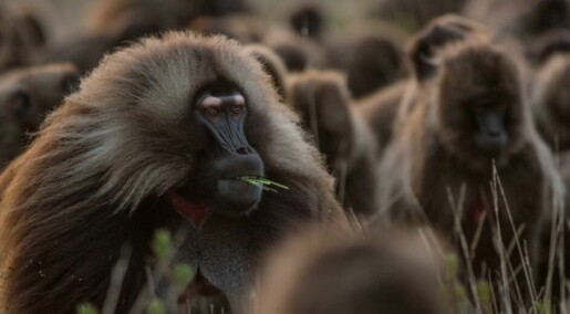 Forskere studerte apenes avføring i jakten på vennskap
