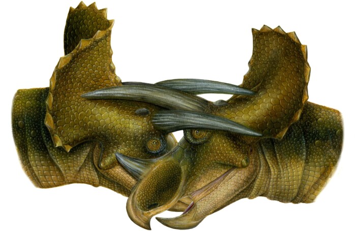 "I følge forskerne bak studien angrep Triceratops hverandre horn mot horn.(Illustrasjon: Copyright Lukas Panzarin, courtesy of Raymond M. Alf Museum of Paleontology)"
