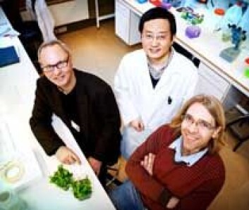 Professor Jan Petter Larsen, Stavanger Universitetssjukehus (t.v.), seniorforsker Xiang Ming Xu, Core ved Universitetet i Stavanger, og professor Simon G. Møller, Core ved Universitetet i Stavanger, er sentrale i forskerprosjektet som tar i bruk planter for å finne mer ut om Parkinsons sykdom. (Elisabeth Tønnessen) Professor Jan Petter Larsen, Stavanger Universitetssjukehus (t.v.), seniorforsker Xiang Ming Xu, Core ved Universitetet i Stavanger, og professor Simon G. Møller, Core ved Universitetet i Stavanger, er sentrale i forskerprosjektet som tar i bruk planter for å finne mer ut om Parkinsons sykdom. (Elisabeth Tønnessen)