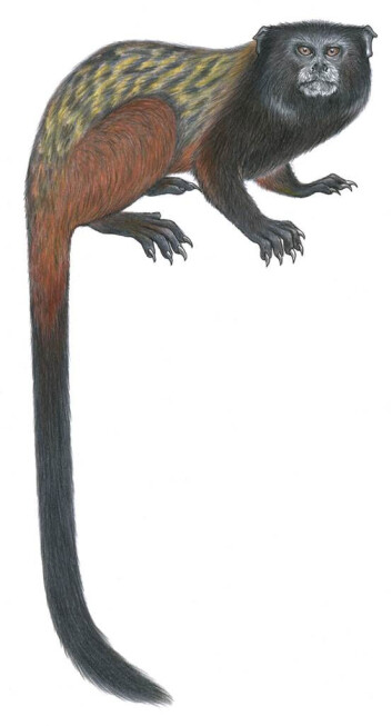 Her er den nye apen (saguinus fuscicollis mura), som kalles Muras svairyggede tamarin. (Bilde ved Stephen Nash) Her er den nye apen (saguinus fuscicollis mura), som kalles Muras svairyggede tamarin. (Bilde ved Stephen Nash)