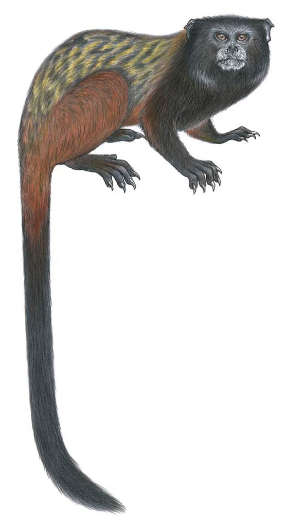 Her er den nye apen (saguinus fuscicollis mura), som kalles Muras svairyggede tamarin. (Bilde ved Stephen Nash)