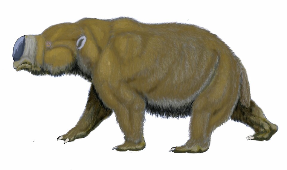 'Slik tror man gigantgnageren Diprotodon optatum så ut. Den kunne bli på størrelse med en flodhest. (Illustrasjon: Dmitry Bogdanov/Wikimedia Commons)'