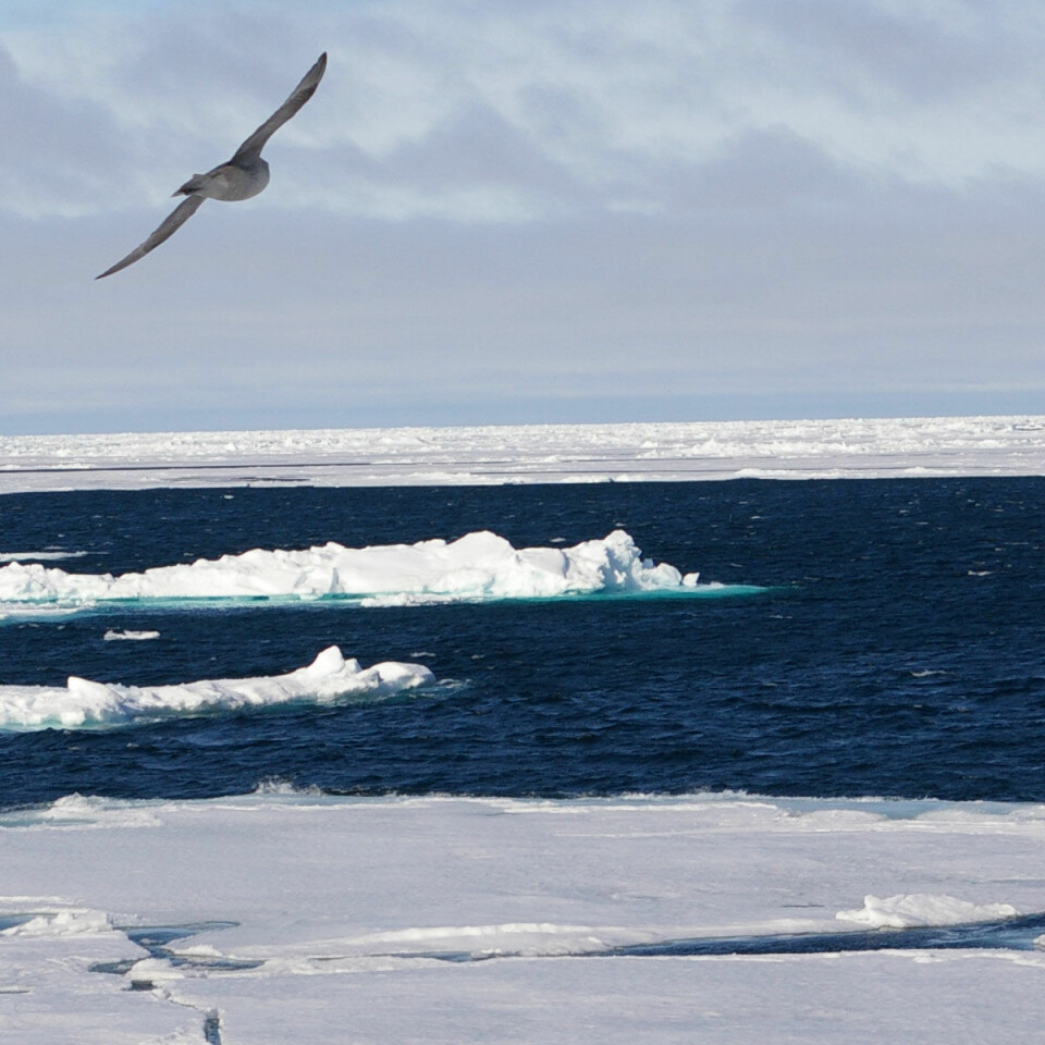 'Arktis. (Foto: Bjørnar Kjensli)
