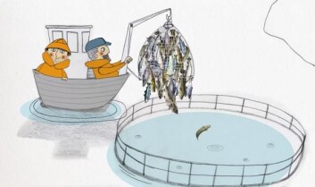 Levendelagring betyr at fisken fanges og holdes levende i merder. (Illustrasjon: Trine Vallevik Håbjørg) Levendelagring betyr at fisken fanges og holdes levende i merder. (Illustrasjon: Trine Vallevik Håbjørg)