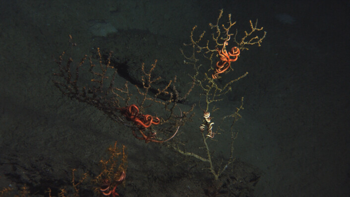 Nesten død korallkoloni med bare noen få gjenlevende deler. (Foto: Lophelia II 2010 Expedition, NOAA-OER/BOEMRE). Nesten død korallkoloni med bare noen få gjenlevende deler. (Foto: Lophelia II 2010 Expedition, NOAA-OER/BOEMRE).
