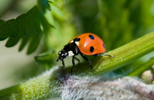 Ladybirds: The insects almost everyone likes